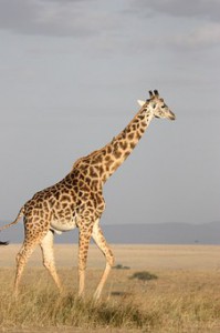 giraffe-171318__340.jpg